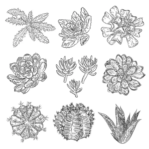 Set Piante Grasse Mazzo Cactus Disegni Echeveria Vettore Botanico — Vettoriale Stock
