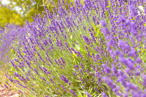 Lavendelblütenfeld Bild Des Natürlichen Hintergrunds — Stockfoto