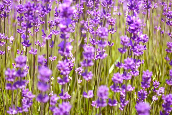 Lavendelsträucher Nahaufnahme Bei Sonnenuntergang Violette Blüten Von Lavendel Aus Nächster — Stockfoto