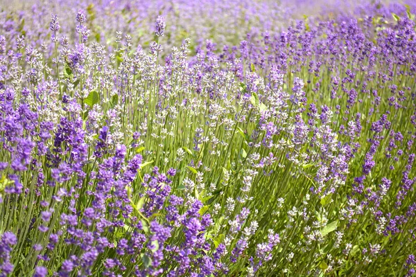 Lavender Bushes Close Sunset Bushes Lavender Flowers Blooming Purple Field — Stock Photo, Image