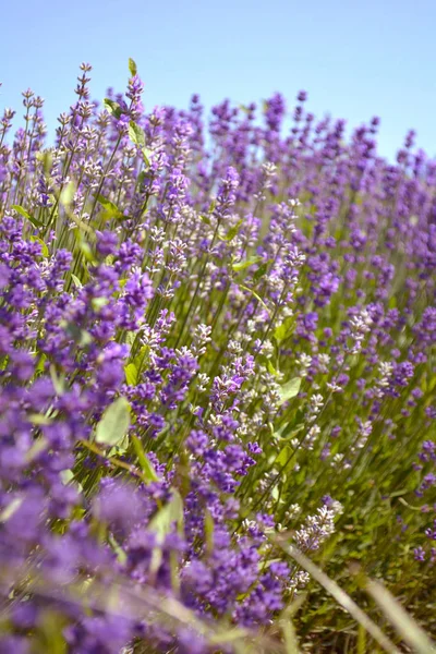 Lavender Bushes Closeup Sunset Purple Flowers Lavender Close Provence Ontario — Stock Photo, Image