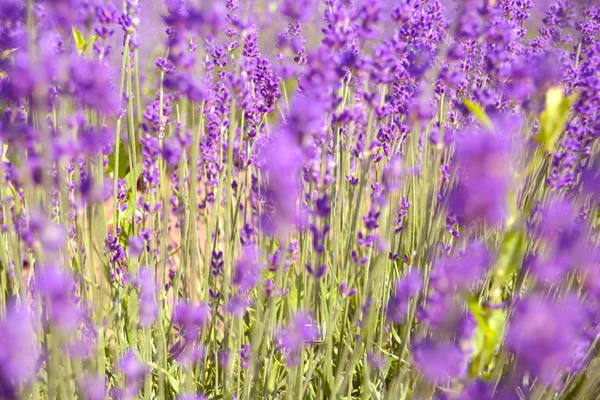 Lavender Bushes Close Sunset Bushes Lavender Flowers Blooming Purple Field — Stock Photo, Image