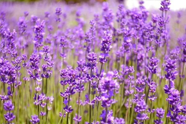 Lavender Bushes Closeup Sunset Purple Flowers Lavender Close Provence Ontario — Stock Photo, Image