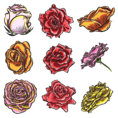 Gül renkli tasarımı için büyük koleksiyonu. Son derece detaylı dizi elinde çizilmiş stil çiçekler. Vektör.