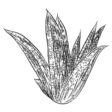 Ev kapalı bitki. El cactuse yaprak bush yarım yamalak doodle tarzında çekilmiş. Vektör.