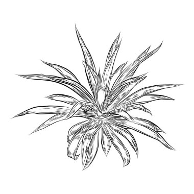 Çizilmiş agav ve aloe tesisi, kaktüs aile ver. Çöl egzotik succulents bitkiler. Vektör.