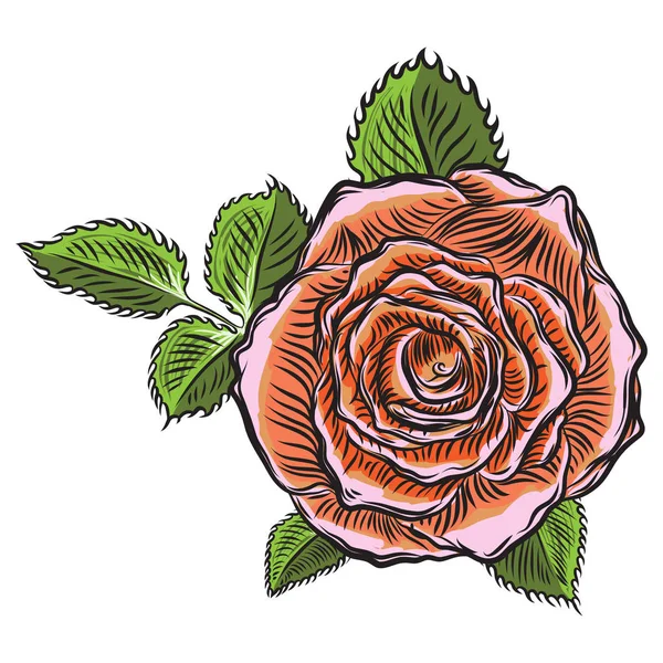 橙色粉红色的玫瑰与绿叶在白色背景下隔离 贺卡设计的元素和邀请的婚礼 情人节 母亲节 — 图库矢量图片