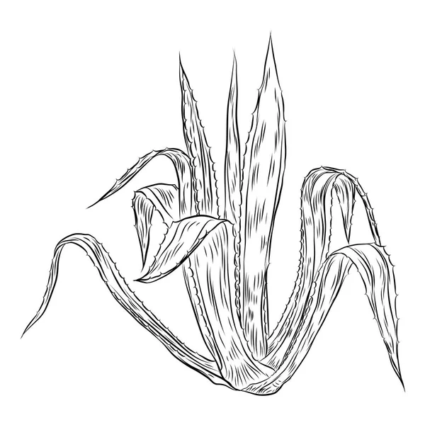 Indoor Kamerplant Hand Getekend Cactuse Blad Bush Schetsmatig Doodle Stijl — Stockvector