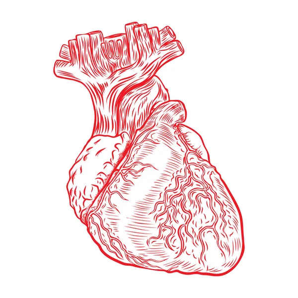 大動脈 静脈と動脈の白い背景で隔離を赤い人間の心 心臓病またはメディカル デザイン 手描き下ろし肉タトゥー概念 ベクトル — ストックベクタ