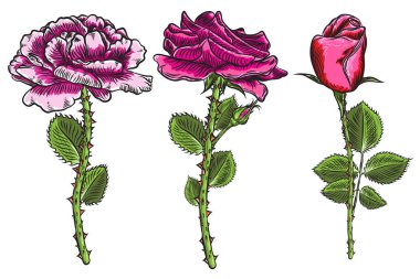 Güzel kırmızı gül ve yaprakları kaynaklanıyor küme. Çiçek düzenleme buket toplama tasarım tebrik kartı ve davetiye düğün, doğum günü, Sevgililer günü, anneler günü ve diğer tatil için. Vektör.