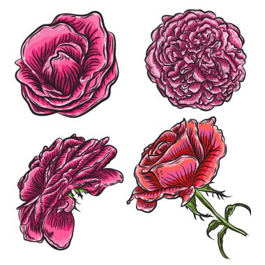 Güzel güller çiçeklenme kümesi beyaz arka plan üzerinde izole başları. Tebrik kartı ve davetiye düğün için tasarımı için öğeleri doğum günü, Sevgililer Günü's, anne s günü. Vektör.