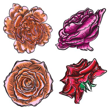 Gül çiçek, kırmızı pembe, sarı ve turuncu kafa tomurcukları. Beyaz arka plan üzerinde izole. Koleksiyon küme. Vektör.