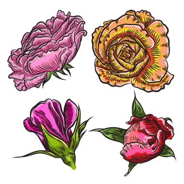 Gül renkli tasarımı için büyük koleksiyonu. Son derece detaylı dizi elinde çizilmiş stil çiçekler. Vektör.