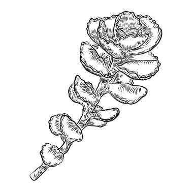 Etli kaktüs bitki dal. El çekilmiş çiçek. Egzotik çiçek kroki çizimi. Tek renkli stil kaktüsler. Vektör.