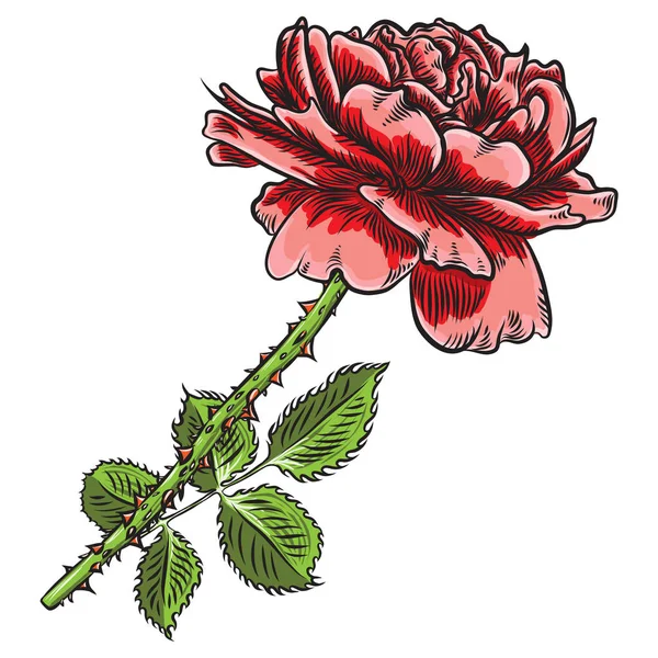 美丽的红玫瑰被隔离在白色背景 逼真的手画花 — 图库矢量图片