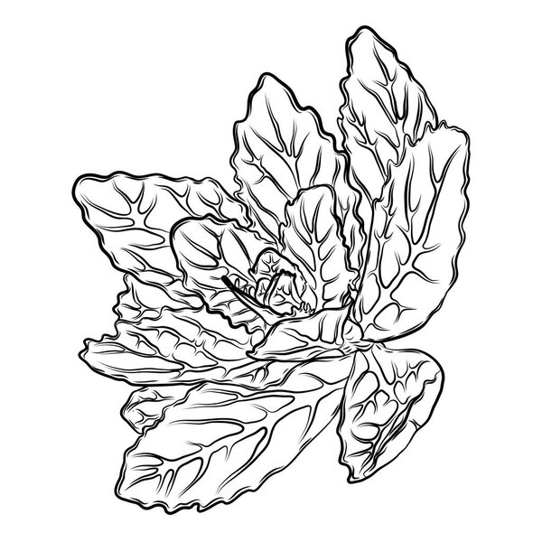 Exotic cactus family pant. Wild cactus forest elements. Hand drawn. Vector.