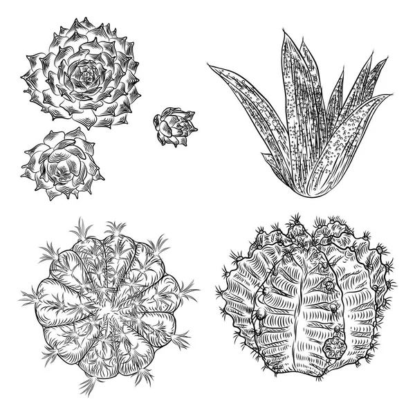 Conjunto Cactos Elementos Florestais Cacto Selvagem Com Agave Saguaro Pêra —  Vetores de Stock