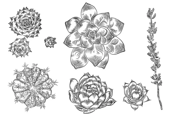 하우스 식물의 집합입니다 손으로 스케치 스타일에 선인장의 집합입니다 — 스톡 벡터