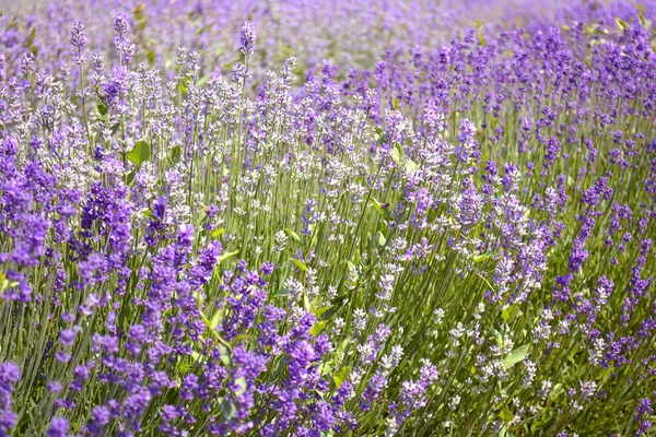 Lavenders Квіти Онтаріо Канада Країни Принца Едварда — стокове фото