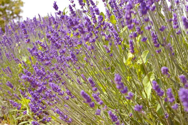 Lavendelbusker Nærmer Seg Ved Solnedgang Lilla Lavendellignende Blomster Provence Ontario – stockfoto