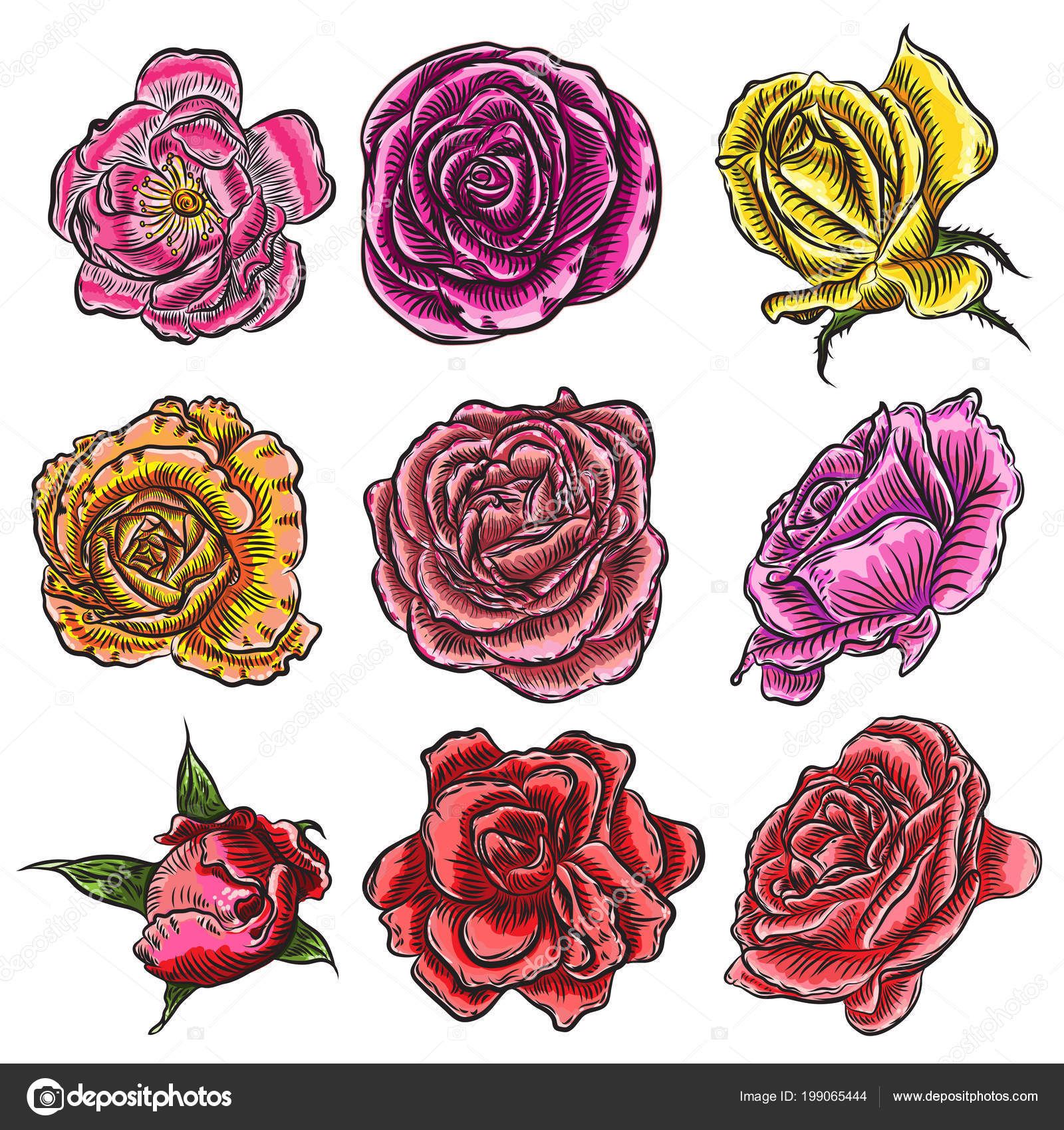 Big Collection Roses Color Design Set Highly Detailed Flowers Hand