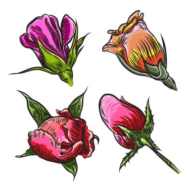 Vintage çiçek detaylı elle çizilmiş yaprakları kümesiyle yükseldi. Victoria kavramı dövme çiçek tasarım öğesi koleksiyonu. Buket sanat. Beyaz arka plan üzerinde izole. Vektör.