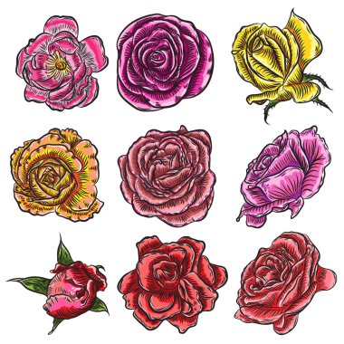 Gül renkli tasarımı için büyük koleksiyonu. Son derece detaylı dizi elinde çizilmiş stil çiçekler. Vektör.