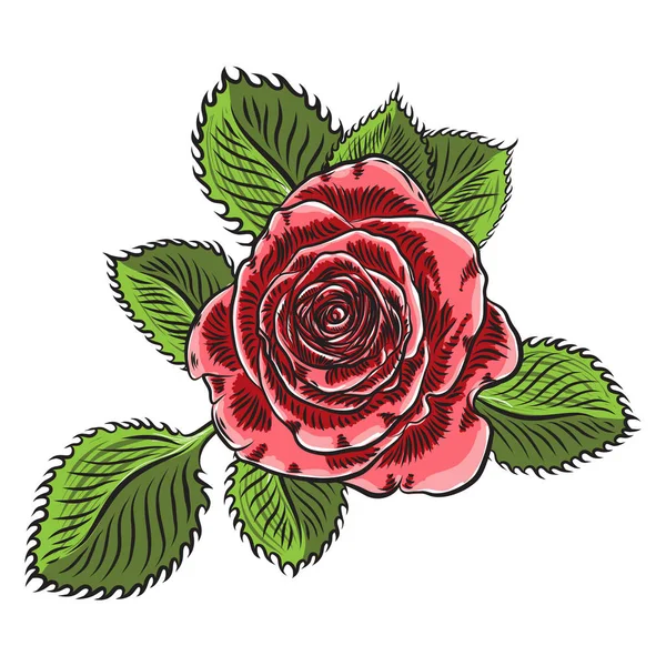 美丽的红色粉红色的玫瑰与绿叶隔离在白色的背景 贺卡设计的元素和邀请的婚礼 情人节 母亲节 — 图库矢量图片