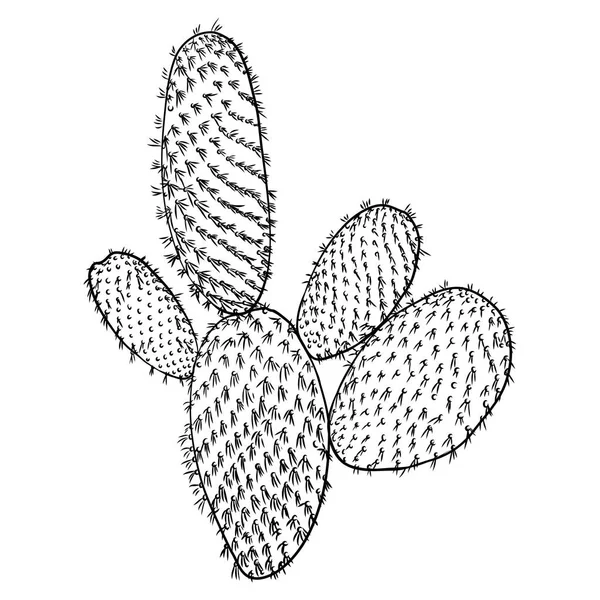 Jolie Illustration Cactus Cactus Contour Dessinés Main Dessin Succulent Elément — Image vectorielle