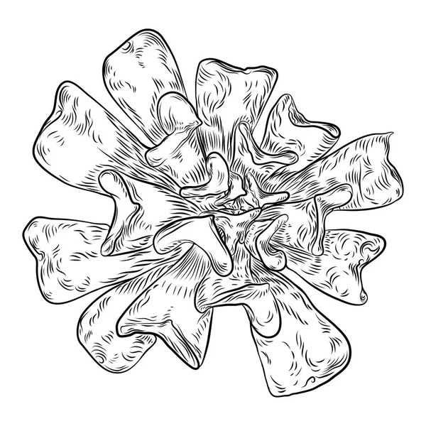Zeichnung Von Kakteen Saftige Blumensträuße Elemente Für Einladungen Grußkarten Einbände — Stockvektor