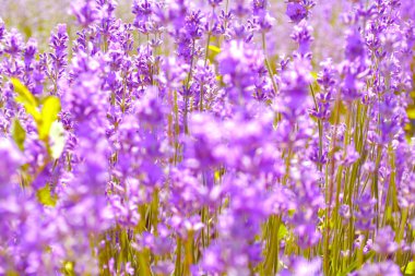 Lavantalar çiçekler. Ontario, Kanada, Prens Edward Country.