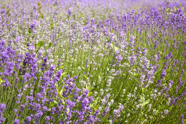 Arbustos Lavanda Fecham Pôr Sol Flores Roxas Lavanda Fecham Provence — Fotografia de Stock