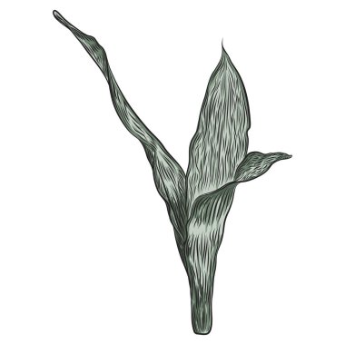 Parlak canlı çizilmiş tropikal bitki ve yaprakları. Taze egzotik yaprakları ve orman orman daldan.