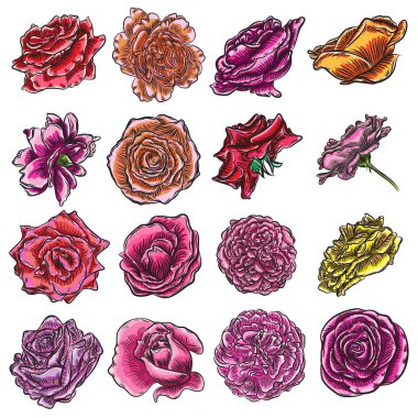 Güzel güller çiçeklenme kümesi beyaz arka plan üzerinde izole başları. Tebrik kartı ve davetiye düğün için tasarımı için öğeleri doğum günü, Sevgililer Günü's, anne s günü. Vektör.