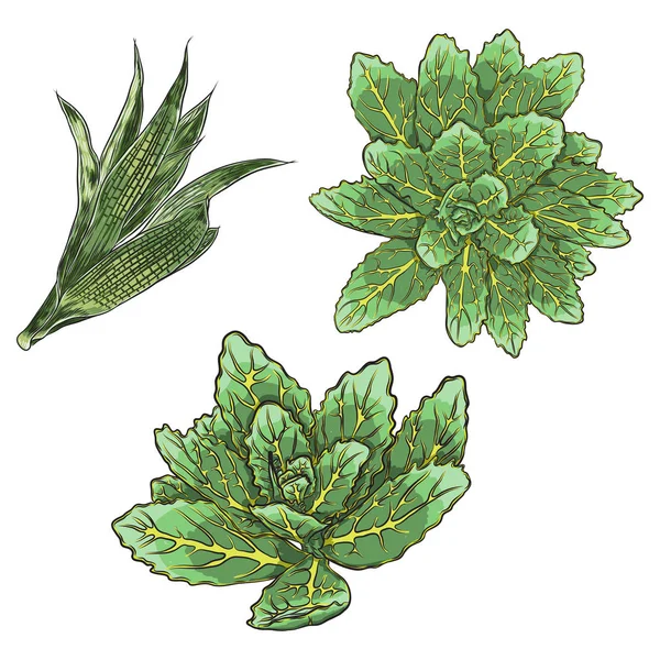 Σετ Από Φωτεινά Ζωηρά Συντάσσονται Τροπικά Φυτά Και Φύλλα Φρέσκα — Διανυσματικό Αρχείο