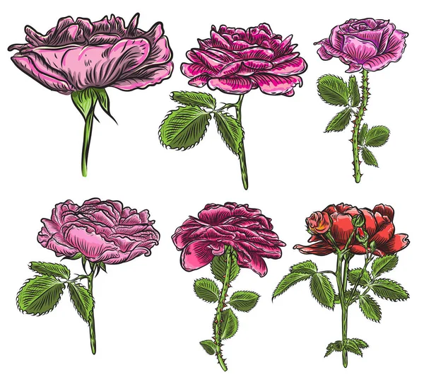 Floral Bouquet Elementos Design Com Flores Rosas Vermelhas Jardim Ramos — Vetor de Stock