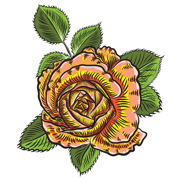 美丽的玫瑰 绿叶在白色背景下被隔绝 贺卡设计的元素和邀请的婚礼 情人节 母亲节 — 图库矢量图片