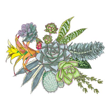 Yeşil renkli sulu Echeveria tasarım buket. İmitasyon suluboya doğal kaktüs buketleri modern trendy tarzı. Tüm öğeleri el çekilmiş gerçek bitki ve kesinlikle benzersiz vardır. Vektör.