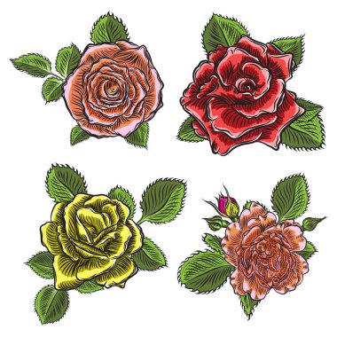 Gül çiçek, kırmızı pembe, sarı ve turuncu kafa tomurcukları ve yeşil yaprakları açın. Beyaz arka plan üzerinde izole. Koleksiyon küme. Vektör.
