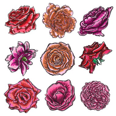 Güzel güller çiçeklenme kümesi beyaz arka plan üzerinde izole başları. Tebrik kartı ve davetiye düğün için tasarımı için öğeleri doğum günü, Sevgililer Günü's, anne s günü. Vektör.