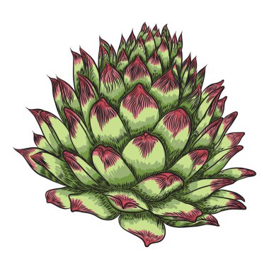 Etli İskandinav ruh oluşturma veya kart tasarımı için bitki. Şık vahşi tropikal orman ya da yağmur ormanları bitki. Tropic çiçek izole. Vektör.