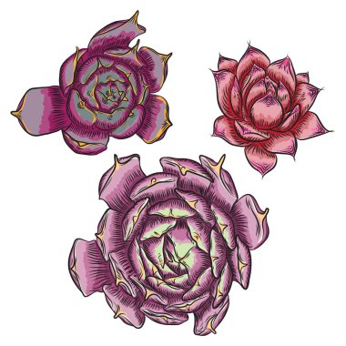 Etli İskandinav ruh oluşturma veya kart tasarımı için bitki. Şık vahşi tropikal orman ya da yağmur ormanları bitki. Tropic çiçek izole. Vektör.