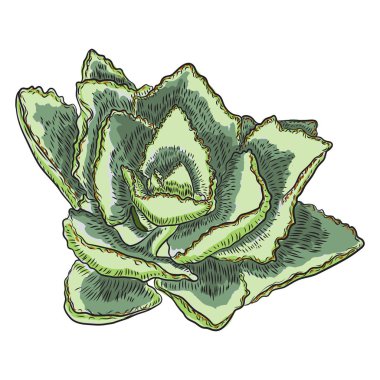 Etli İskandinav ruh oluşturma veya kart tasarımı için bitki. Şık vahşi tropikal orman ya da yağmur ormanları bitki. Tropic çiçek izole. Vektör.