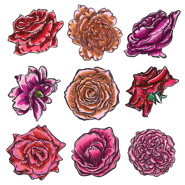 Güzel güller çiçeklenme kümesi beyaz arka plan üzerinde izole başları. Tebrik kartı ve davetiye düğün için tasarımı için öğeleri doğum günü, Sevgililer Günü's, anne s günü. Vektör.