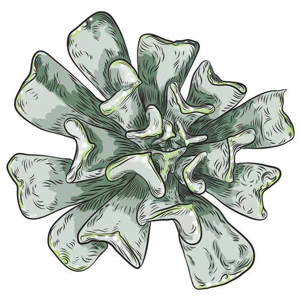 手描き下ろし野生トロピカルハウス多肉植物 カード デザインの北欧気分要素です テラリウムの植物で空気 ベクトル — ストックベクタ