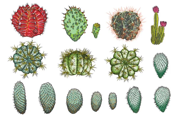 Egzotyczne Kaktus Sukulenty Zestaw Różnych Kaktusów Kaktusy Kolorze Rysunek Styl — Wektor stockowy