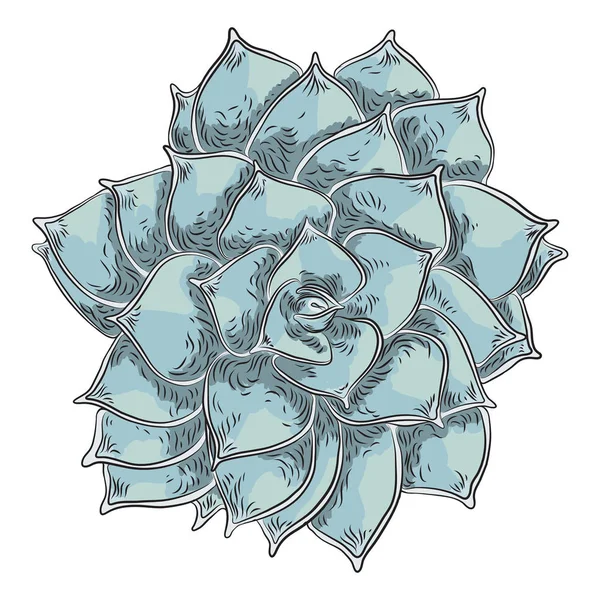 Etli İskandinav ruh oluşturma veya kart tasarımı için bitki. Şık vahşi tropikal orman ya da yağmur ormanları bitki. Tropic çiçek izole. Vektör.