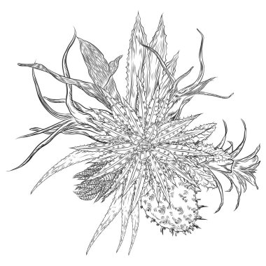 Çiçek buketi. Çiçek koleksiyonu çeşitli egzotik orman bitkileri ile. Hava bitki, kaktüs, etli, Bromelia, aloe vera, Houseplant, gül. Tasarım Düğün ve kadınlar günü kartları amaç için. Vektör.