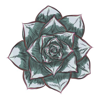 Etli İskandinav ruh oluşturma veya kart tasarımı için bitki. Şık vahşi tropikal orman ya da yağmur ormanları bitki. Tropic çiçek izole. Vektör.