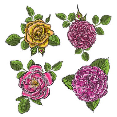 Gül çiçek, kırmızı kafa tomurcukları ve yeşil yaprakları. Beyaz arka plan üzerinde izole. Koleksiyon küme. Vektör.